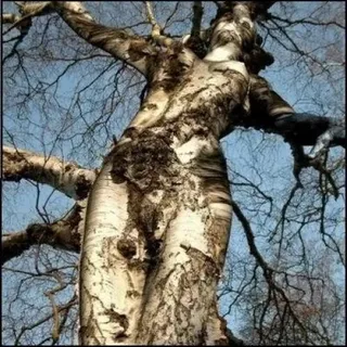 Mother Nature